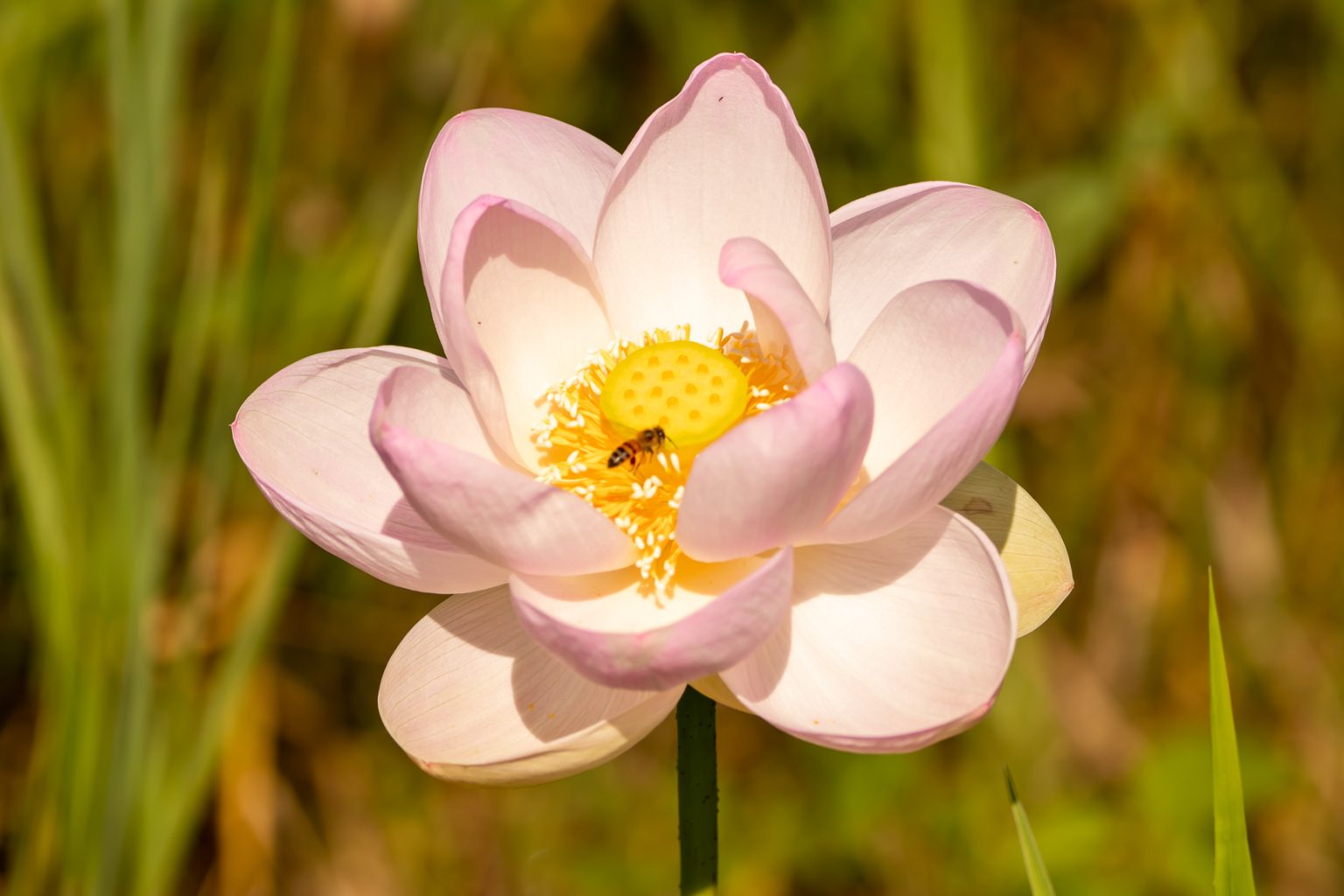 Nelumbo Nucifera Pink Nelumbium Speciosum Nelumbo Komarovii