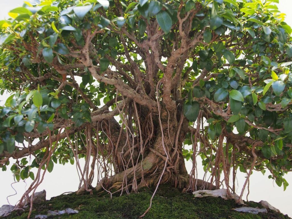 Ficus Obliqua Small Leaved Fig Ouriques Farm