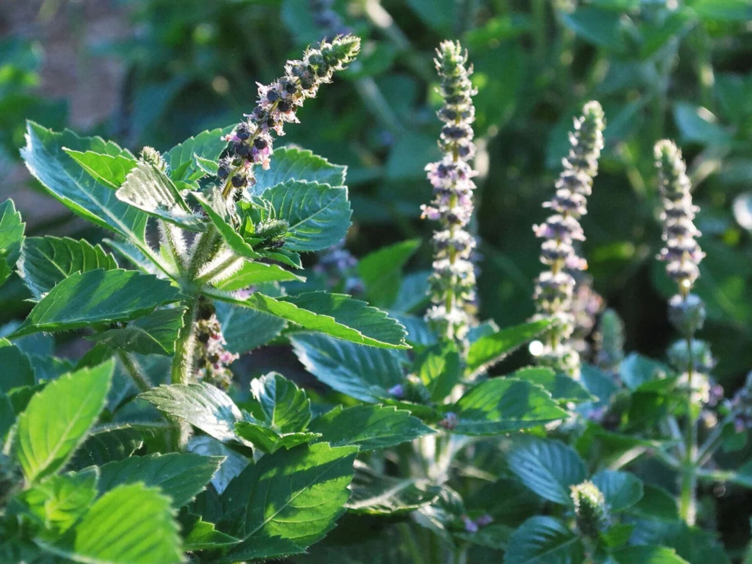 Ocimum Tenuiflorum Green Leaf Ocimum Sanctum Geniosporum