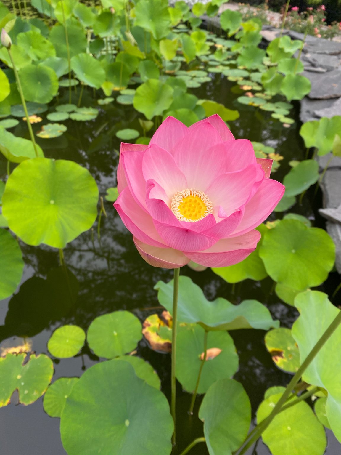 Nelumbo nucifera 'Pink' / Nelumbium speciosum / Nelumbo komarovii ...