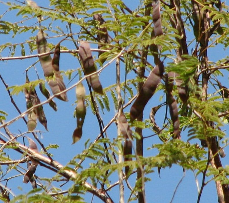 Acacia catechu - Senegalia catechu, Kher, Cachou, Cutchtree, Black ...