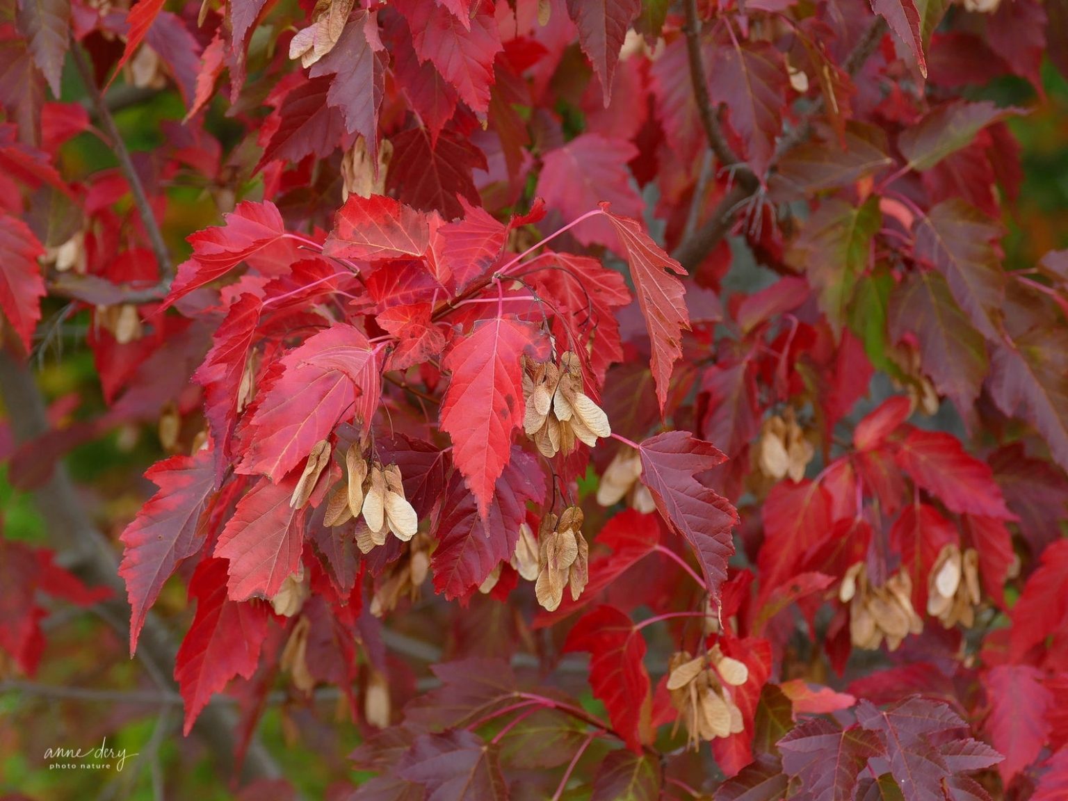 Crimson Splendor: The Majestic Amur Flame Maple