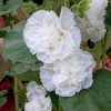 Alcea Rosea Chaters Double White - Alcea, Atléia, Royal Malva