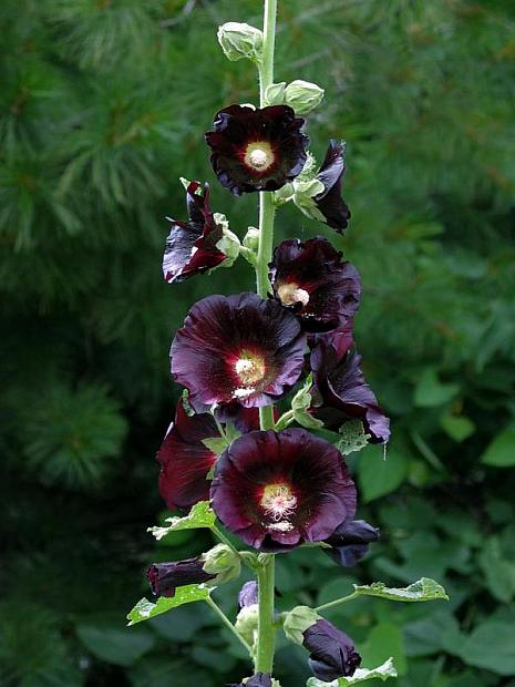 Hollyhock Flower, Alcea rosea - Plant Care and Grow from Seeds - Plantopedia