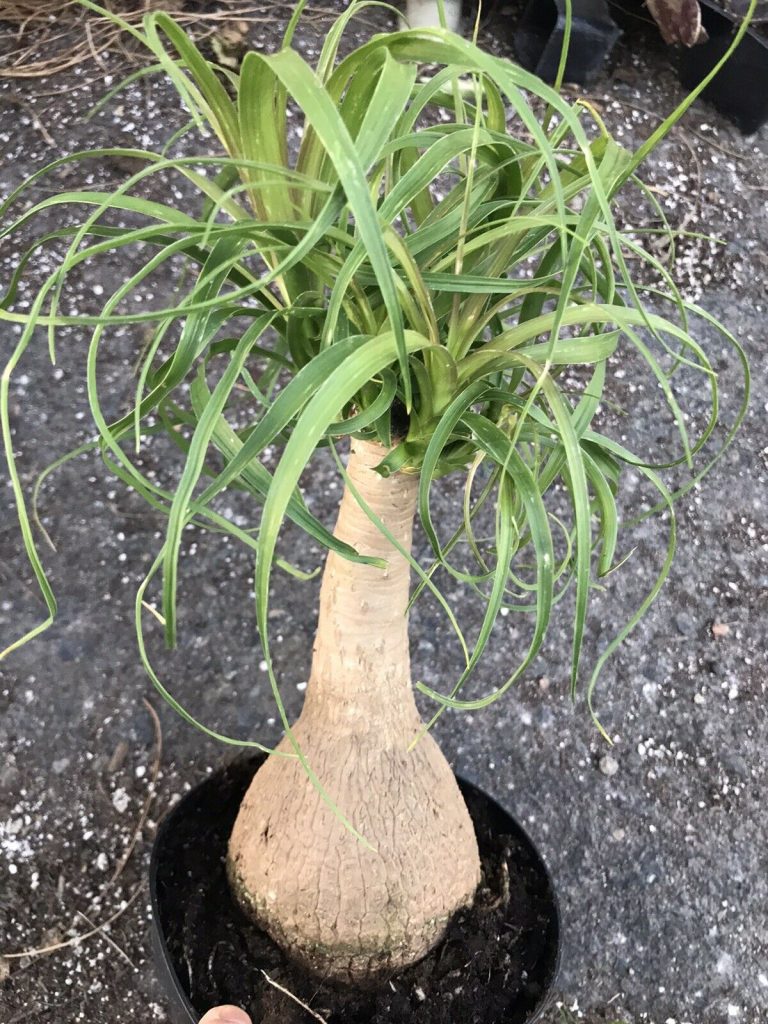 Beaucarnea guatemalensis - Red Ponytail, Guatemala Ponytail - Ouriques Farm