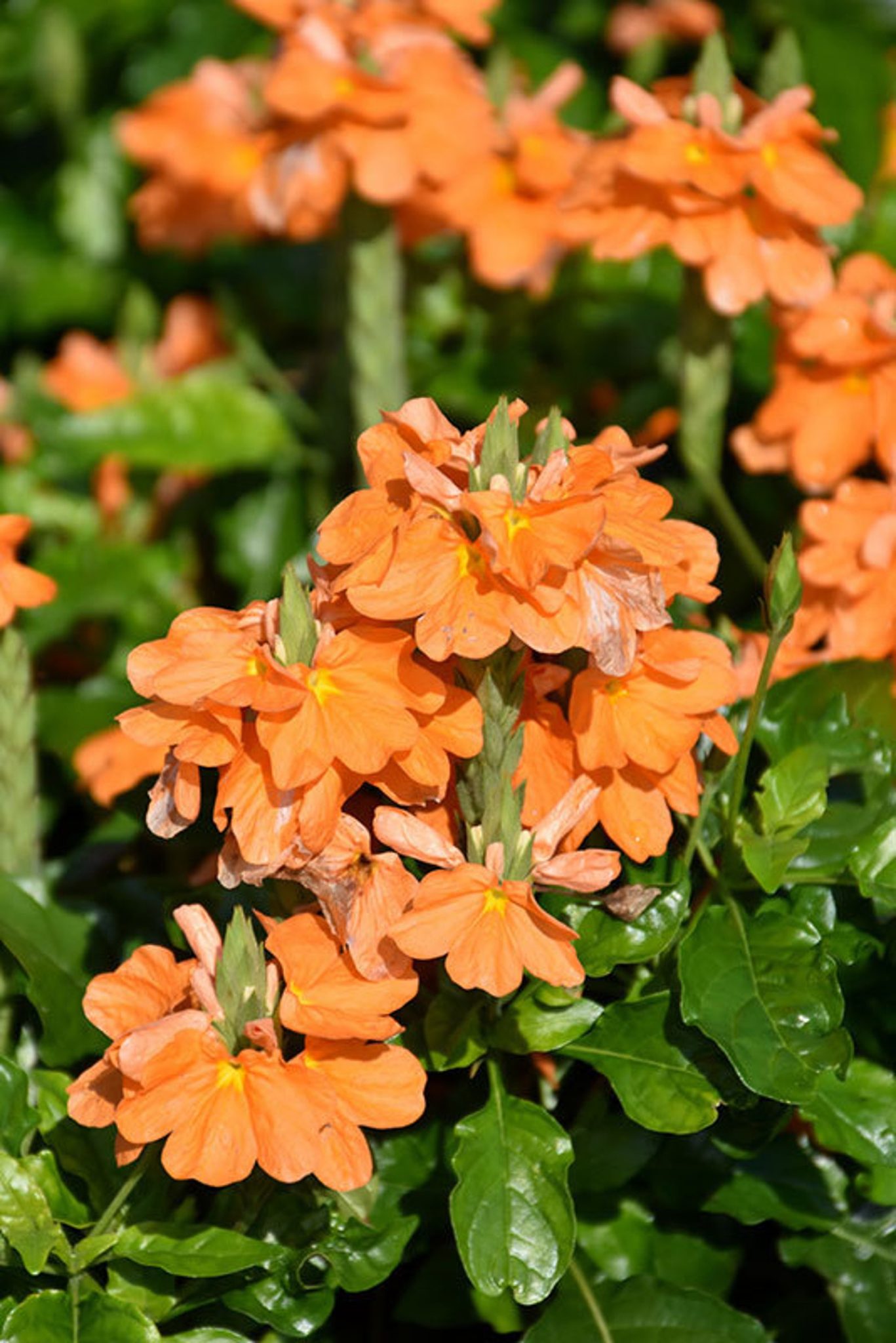 Crossandra infundibuliformis - Orange marmalade, firecracker flower 