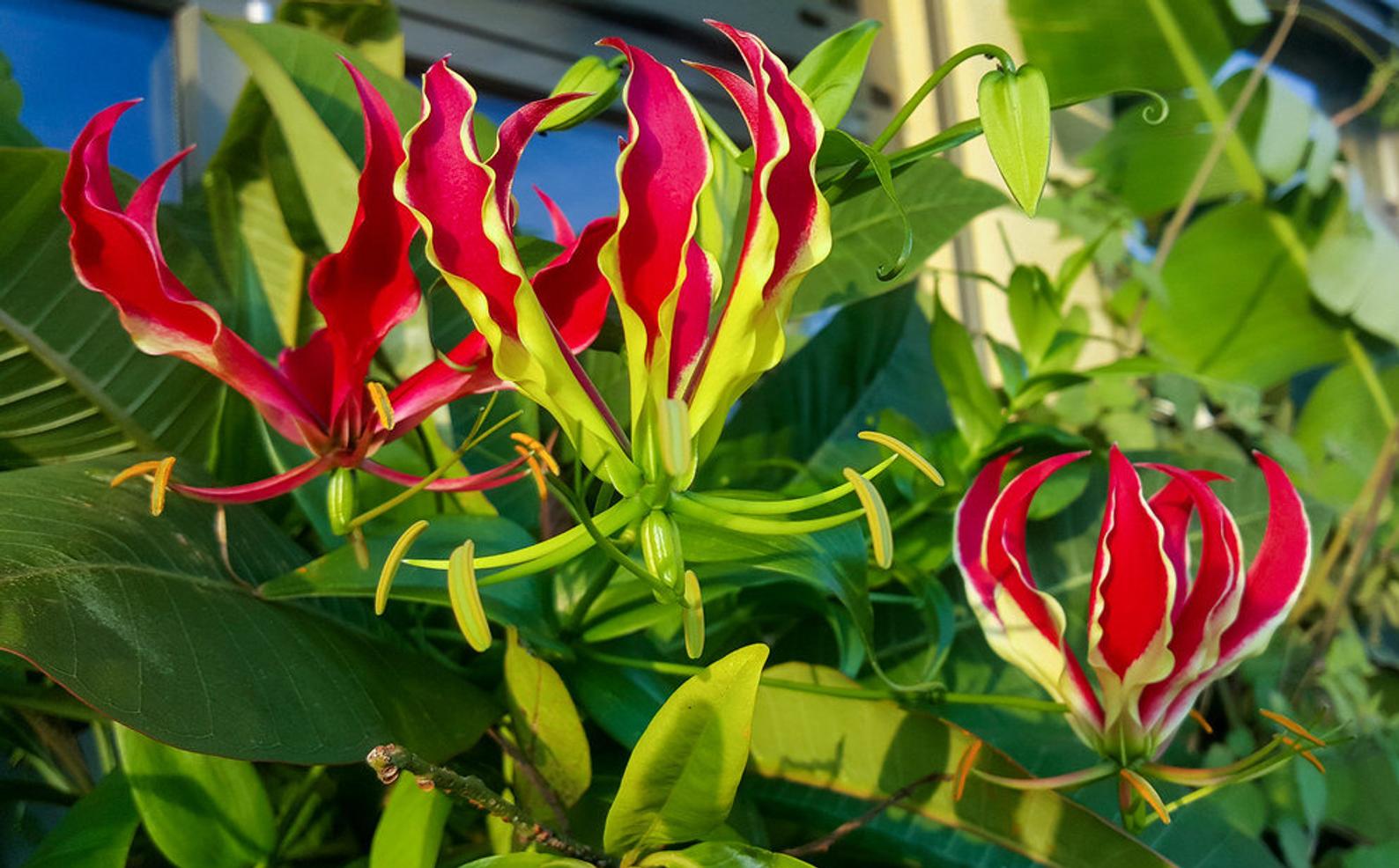 Gloriosa superba / Gloriosa lutea - Flame lily, climbing lily, creeping ...