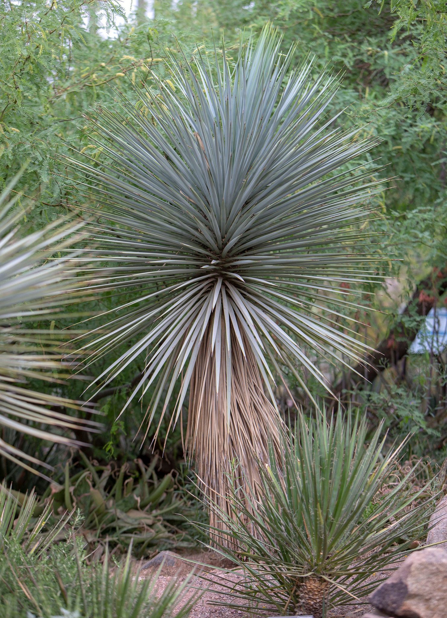 Yucca rigida - Blue Yucca - Ouriques Farm