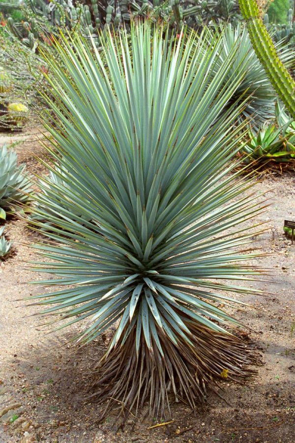 Yucca rigida - Blue Yucca - Ouriques Farm