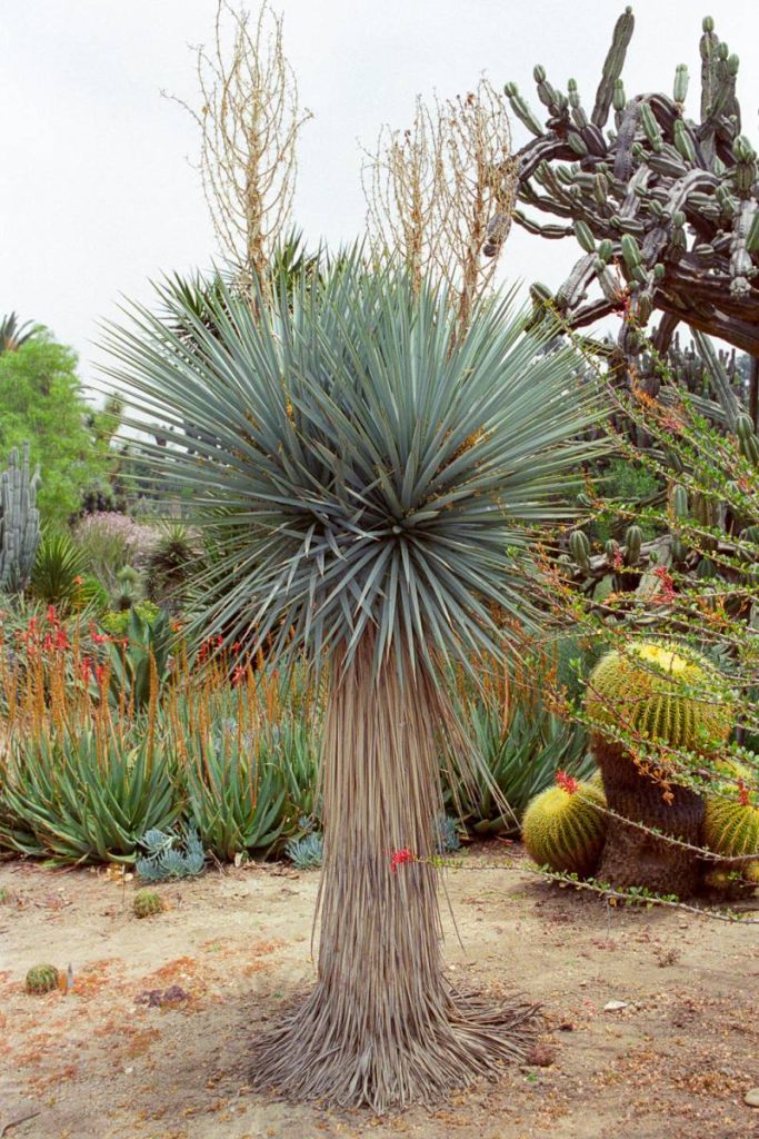 Yucca Rigida - Blue Yucca - Ouriques Farm