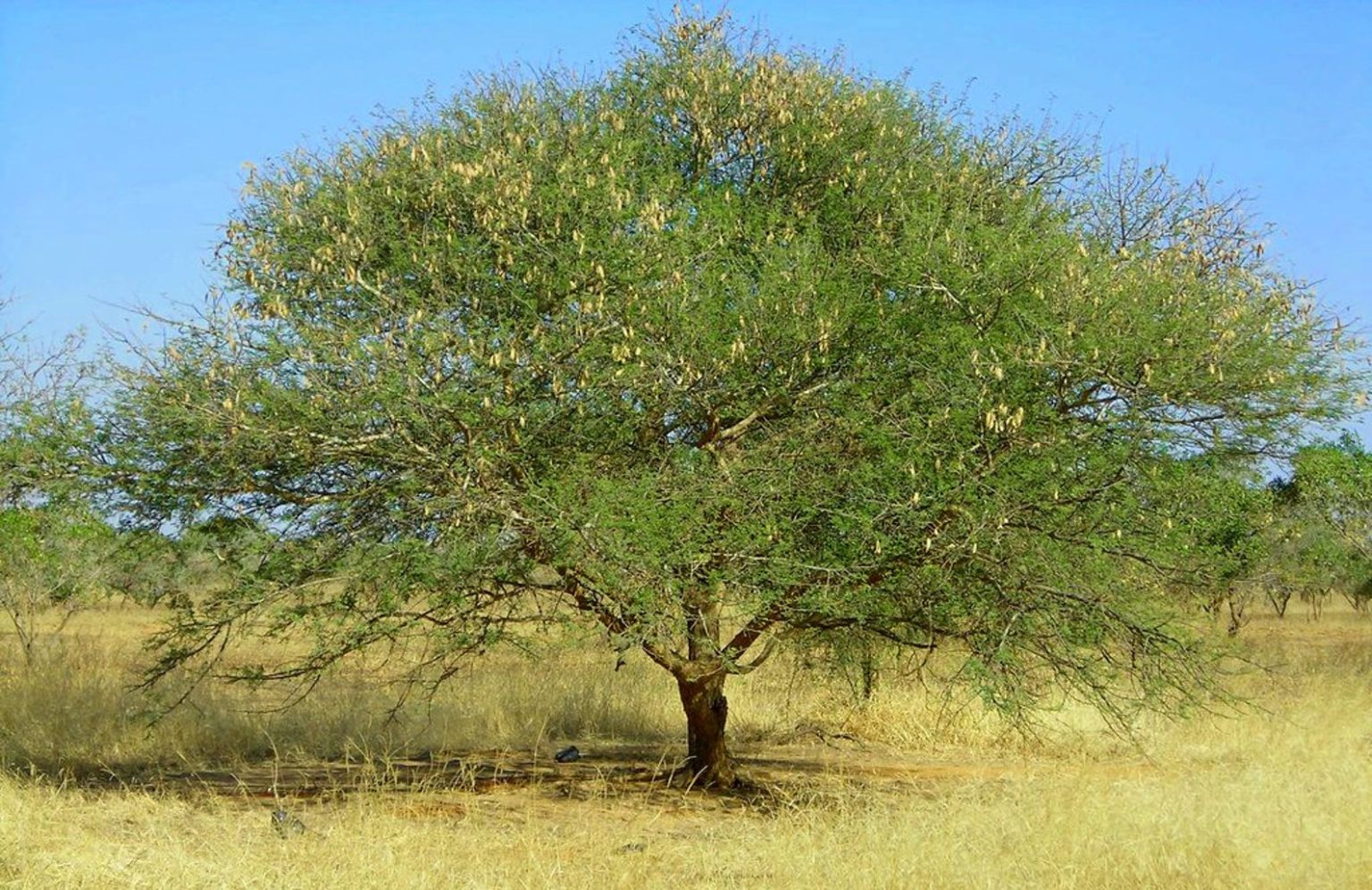 Is Acacia Gum Safe To Eat