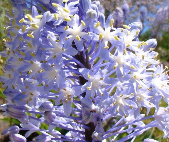 Merwilla plumbea / Scilla natalensis - Blue Liry Of The Mountain, Lirio ...