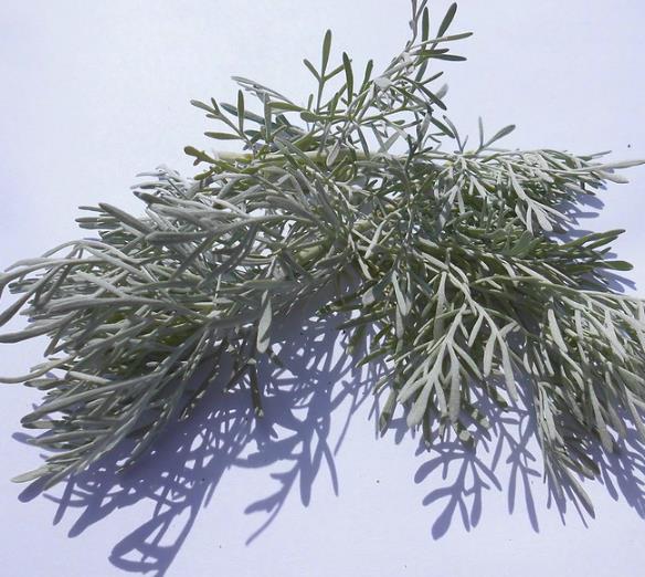 Artemisia vulgaris - Mugwort, Common Wormwood - Ouriques Farm