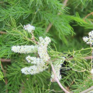 Aristolochia indica - Indian Birthwort, Duck Flower - Quinta dos Ouriques