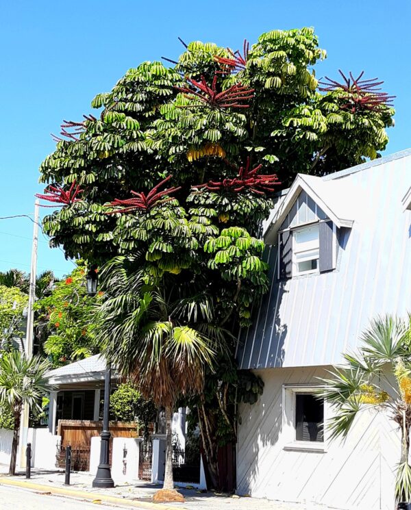 Ceiba speciosa - Bottle tree - Quinta dos Ouriques