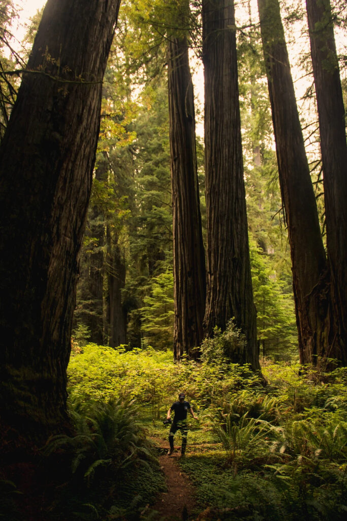 Sequoiadendron giganteum - Sequoia Gigantea, Giant Sequoia, Giant ...