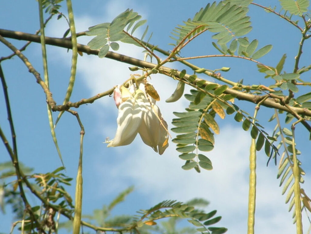 Sesbania grandiflora 'White' - Vegetable Hummingbird, West Indian Pea ...