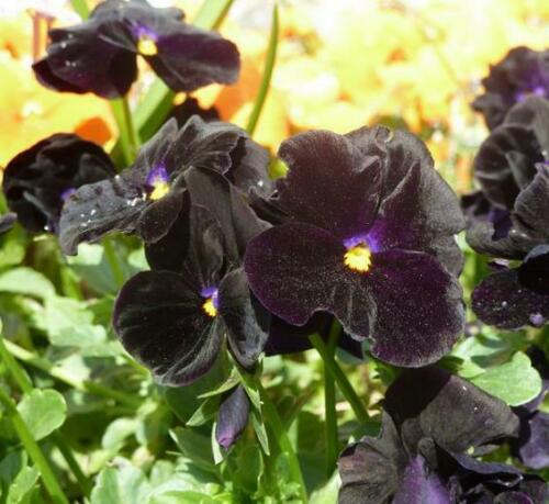 PANSY BLACK FLOWER- 100Seeds.Viola Wittrockiana Biennial rare BLACK flowers.