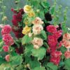 Alcea rosea DOUBLE CHESTNUT-BROWN HOLLYHOCK – Ferri Seeds