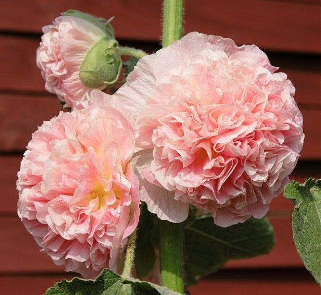 Alcea rosea Spotlight 'Radiant Rose' - Hollyhock - Malvaceae (The Mallow  Family)