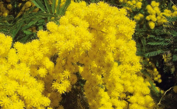 Acacia mangium - Black Wattle, Mangium Wattle