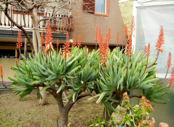 Aloe plicatilis - Fan Aloe - Image 3