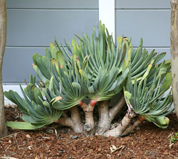 Aloe plicatilis - Fan Aloe - Image 4