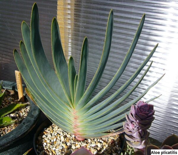 Aloe plicatilis - Fan Aloe - Image 5