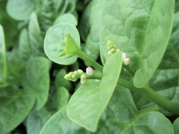 Basella alba - Malabar spinach, Vine spinach, Ceylon spinach