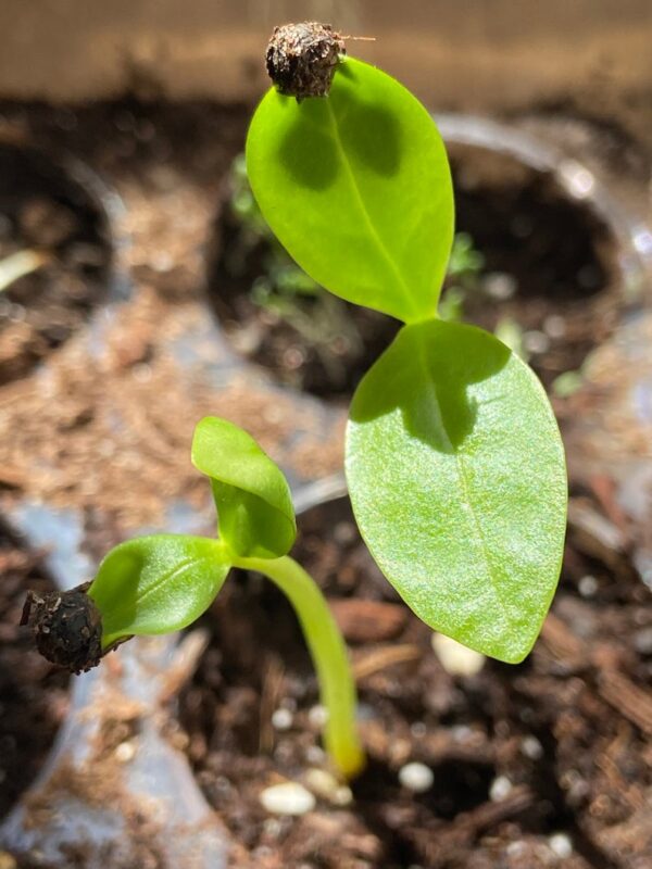 Basella alba - Malabar spinach, Vine spinach, Ceylon spinach - Image 4