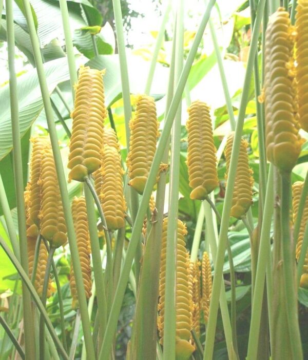 Calathea crotalifera - Yellow Rattleshaker, Rattlesnake Plant