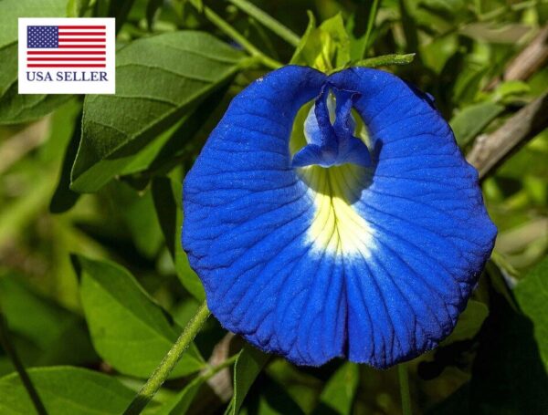 Clitoria ternatea - Butterfly Pea, Blue Fairy, Blue Queen, Blue Mint, Ismenia - Image 11