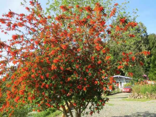 Embothrium coccineum - Chilean Fire Tree, Flame Flower - Image 2