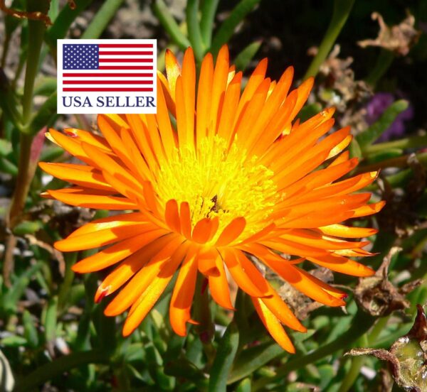 Lampranthus aureus - Orange ice plant, Golden ice plant - Image 3