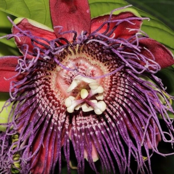 Passiflora quadrangularis - Giant Granadilla, Passionflower Maracuja