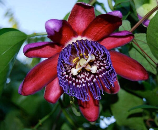 Passiflora quadrangularis - Giant Granadilla, Passionflower Maracuja - Image 5