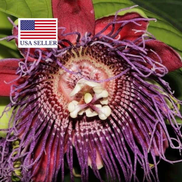 Passiflora quadrangularis - Giant Granadilla, Passionflower Maracuja - Image 11