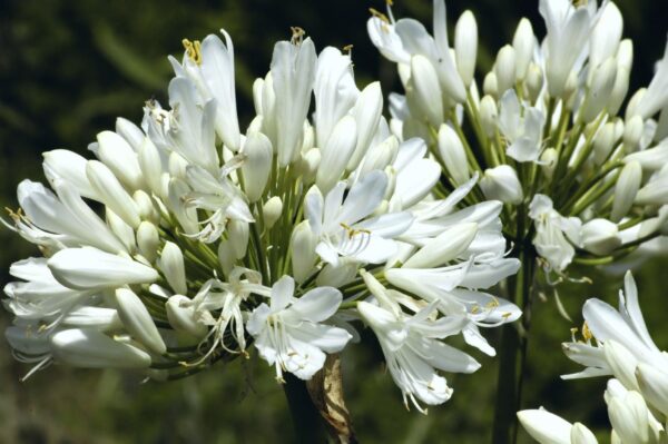 Agapanthus praecox subsp. orientalis - Agapanthus Alba, White Lily of the Nile, Agapanthus Albus