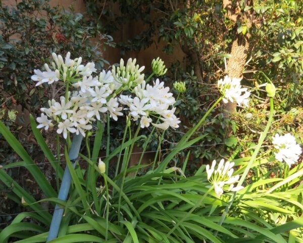 Agapanthus praecox subsp. orientalis - Agapanthus Alba, White Lily of the Nile, Agapanthus Albus - Image 2