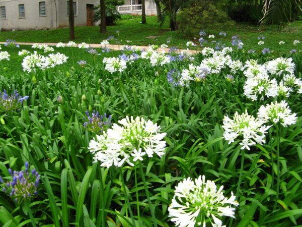 Agapanthus praecox subsp. orientalis - Agapanthus Alba, White Lily of the Nile, Agapanthus Albus - Image 3