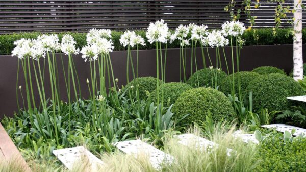 Agapanthus praecox subsp. orientalis - Agapanthus Alba, White Lily of the Nile, Agapanthus Albus - Image 5