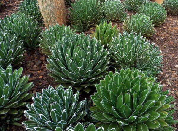 Agave victoriae-reginae subsp. victoriae-reginae - Queen Victoria Agave, Royal Agave