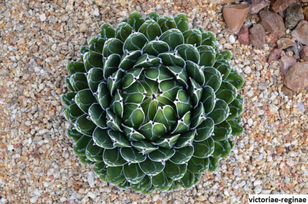 Agave victoriae-reginae subsp. victoriae-reginae - Queen Victoria Agave, Royal Agave - Image 2