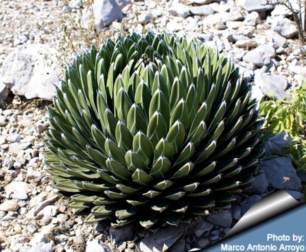 Agave victoriae-reginae subsp. victoriae-reginae - Queen Victoria Agave, Royal Agave - Image 3