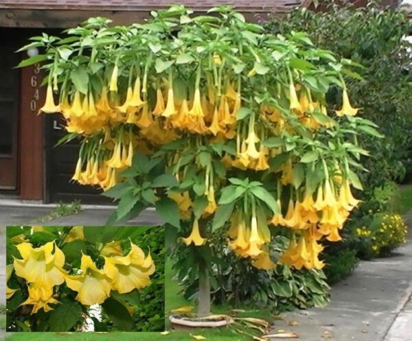 Brugmansia suaveolens var. yellow - Angel's Trumpet Yellow - Image 2