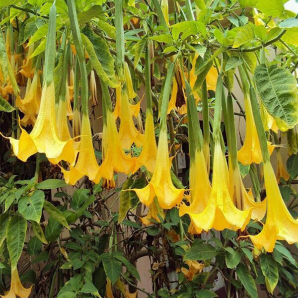 Brugmansia suaveolens var. yellow - Angel's Trumpet Yellow - Image 3