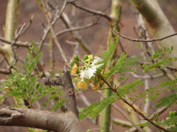 Delonix elata / Poinciana elata - White Gul Mohur, Creamy Peacock Flower, Yellow Gul Mohur