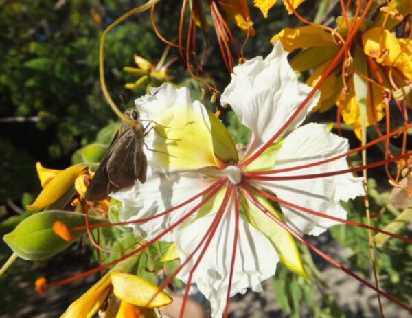 Delonix elata / Poinciana elata - White Gul Mohur, Creamy Peacock Flower, Yellow Gul Mohur - Image 2