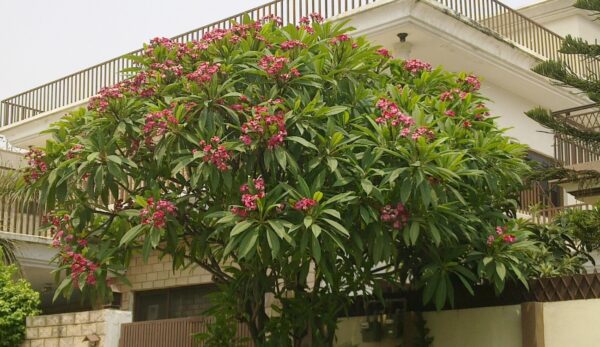 Plumeria rubra - Frangipani - Image 2