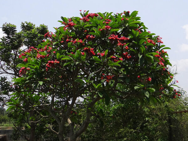 Plumeria rubra - Frangipani - Image 5